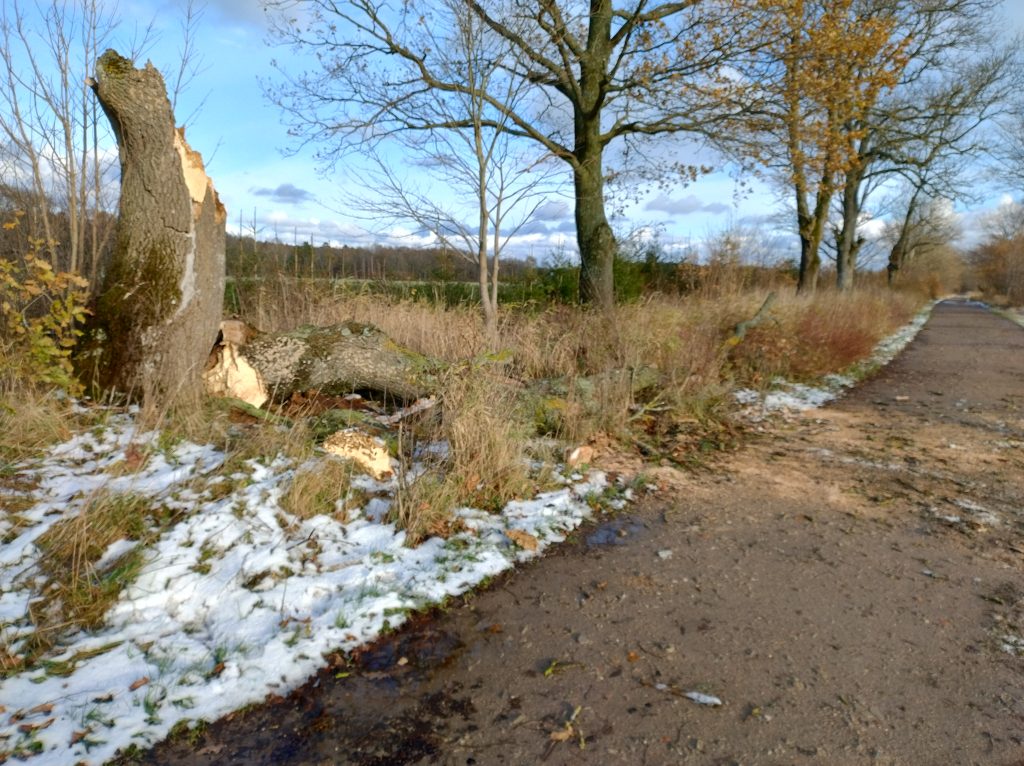 IMG_20231125_124559085_HDR