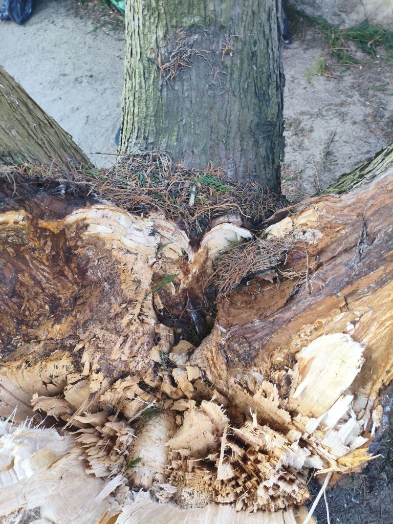 eRemiza_1119085_69d3b559d4da763a64060388.xiq.8